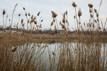 dry reeds by the lake in the village. lots of beige reeds - obrazy, fototapety, plakaty