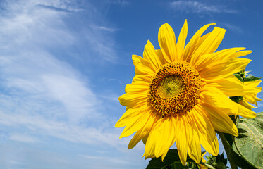 Obraz premium Bright yellow sunflower against the blue sky with clouds. space for text