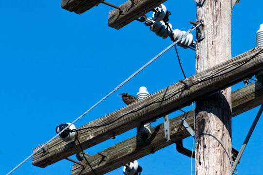 bird on an electrical pole against blue sky