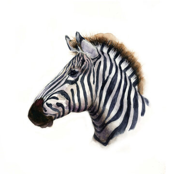 Watercolor realistic portrait of Zebra