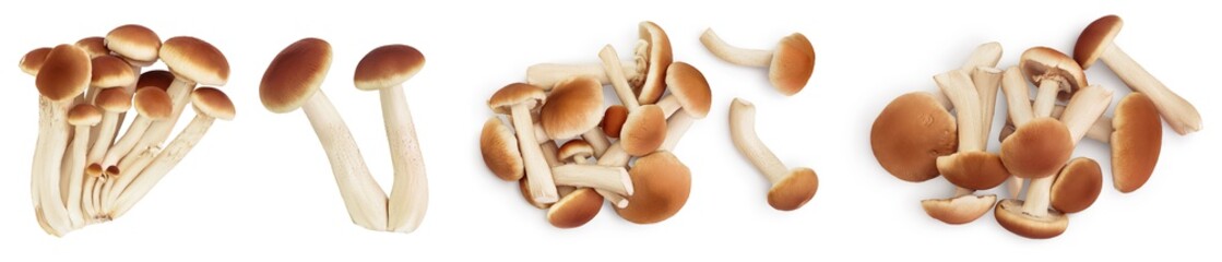 honey fungus mushrooms isolated on white background with clipping path and full depth of field. Set or collection