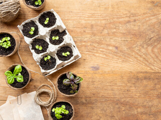Basil seedlings in biodegradable pots on wooden table. Top view on green plants in peat pots and seeds. Reuse of egg cartons. Copy space.