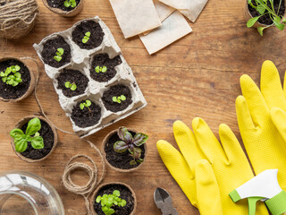 Basil seedlings in biodegradable pots on wooden table. Top view on green plants in peat pots and...