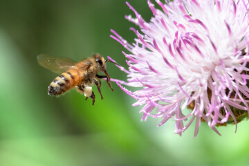 Honeybee flying to white thistle flower