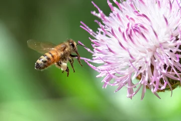 Fotobehang Honeybee flying to white thistle flower © sumikophoto