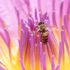 Honeybee on pink lotus flower