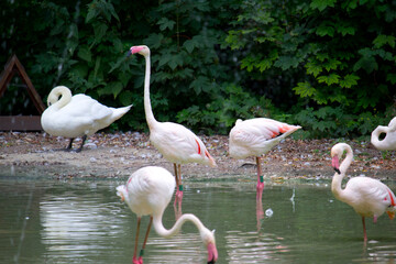 Pink flamingo birds relaxing in a garden pond