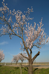 Naklejka premium mandelblüte in rheinhessen