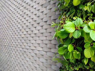 Plant on wall