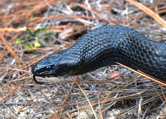 Wild Eastern Indigo snake (Drymarchon couperi) head and neck shot, with eye detail and tongue out.  on ground with long leaf pine needles.  Central Florida