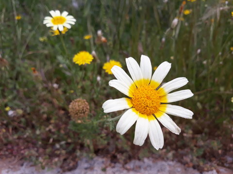 Daisies in a field