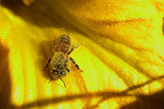 abeja llena de polen, polinizando flor de calabaza o zapallo