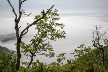 山から見る雲海