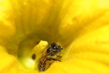 abeja sobre flor amarilla, macro fotografia