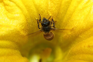 abeja sobre flor amarilla, macro fotografia