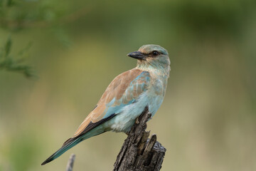 European roller observe surrounding. African safari in the Hluhluwe Imfolozi Park Wilderness Area. Calm bird on the branch.
