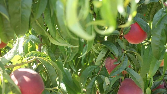  Fresh red peaches on tree branch ready for harvesting in garden at summer day. High quality FullHD footage