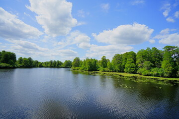 colorful impatiens walleriana flower in a garden
