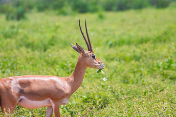 Antelope with big horns stands in the grass and chews in Tsavo East, Kenya. It is a wildlife photo from Africa.