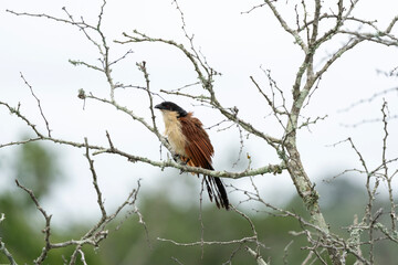 Burchell's coucal observe surrounding. African safari in the Hluhluwe Imfolozi Park Wilderness Area. Calm bird on the branch.