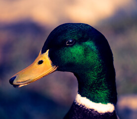 Detailed portrait Photo of a male wild duck