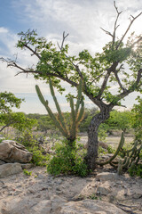 CAATINGA 