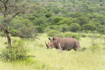 White rhinoceros in the Hluhluwe Imfolozi Park. Rhino on the grazing area. Endangered species in Africa. Safari in South Africa.