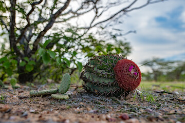 CÁCTO CAATINGA BRASIL