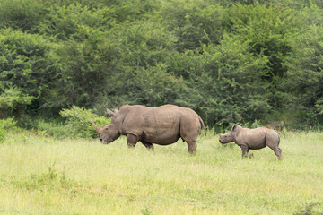Naklejka premium White rhinoceros in the Hluhluwe Imfolozi Park. Rhino on the grazing area. Endangered species in Africa. Safari in South Africa.
