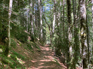 forest in the Ordesa y Monte Perdido national park, in the Aragonese Pyrenees, located in Huesca, Spain