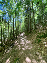 Fototapeta premium forest in the Ordesa y Monte Perdido national park, in the Aragonese Pyrenees, located in Huesca, Spain