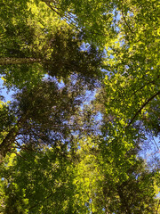 forest in the Ordesa y Monte Perdido national park, in the Aragonese Pyrenees, located in Huesca, Spain