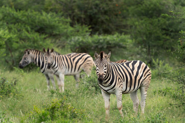 Fototapeta na wymiar Herd of zebras grazing. Safari in South Africa. Common zebras in the Hluhluwe Imfolozi Park