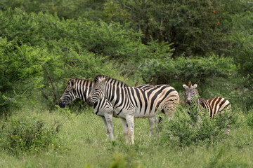 Fototapeta na wymiar Herd of zebras grazing. Safari in South Africa. Common zebras in the Hluhluwe Imfolozi Park