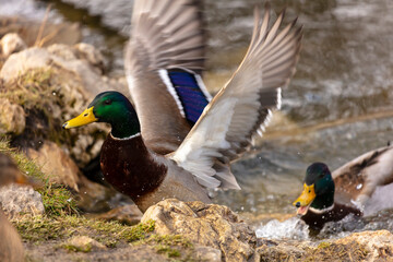 Two wild male ducks fighting