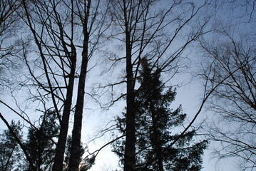 Light blue sky through the branches of tall trees. Spring sunny day. Clear blue sky trunks and branches of trees go up to the sky, forming a corridor of the open sky above the road. The trees are stil