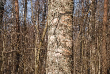 Mixed forest on a spring afternoon. Close-up on a thick birch trunk, in the background the trunks of other trees. The trees are still without leaves. Spruces and pines are green.