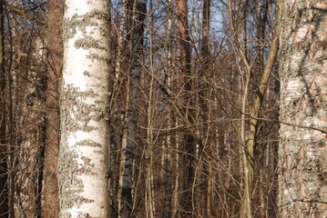 Mixed forest on a spring afternoon. Close-up on a thick birch trunk, in the background the trunks of other trees. The trees are still without leaves. Spruces and pines are green.