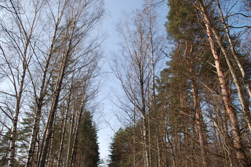 Light blue sky through the branches of tall trees. Spring sunny day. Clear blue sky trunks and branches of trees go up to the sky, forming a corridor of the open sky above the road. The treesll trees.