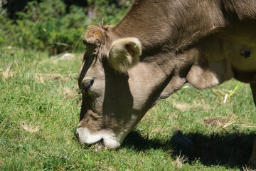 cows grazing in the Ibon de Plan, in the Aragonese Pyrenees, located in Huesca, Spain