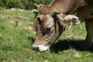 Fototapeta premium cows grazing in the Ibon de Plan, in the Aragonese Pyrenees, located in Huesca, Spain
