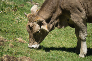 cows grazing in the Ibon de Plan, in the Aragonese Pyrenees, located in Huesca, Spain