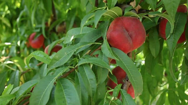 Growing organic flat peaches on tree brunch in orchard in sunny day