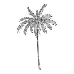 Obraz premium Palm tree icon, hand drawn and outline style