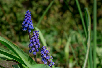 Muscari neglectum, Grape hyacinth blue flower