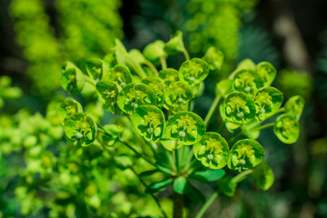 Selective focus image of the Wood Spurge (Euphorbia amygdaloides)