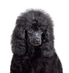 Portrait of cute poodle puppy