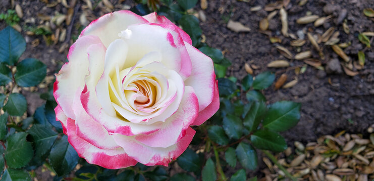 Pink & White Rose Beauty