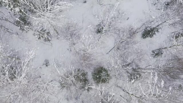 Aerial top view of a winter forest with bald trees. Clip. Natural background with snow covered ground and mixed forest.