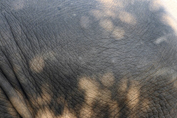 closeup of  elephant skin as background